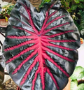 Black Lava Colocasia esculenta - Rooted Small Elephant Ear Plant for Garden & Landscape Pots