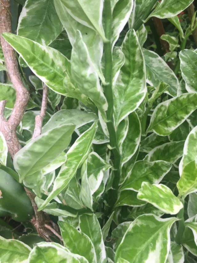 Devil’s Backbone Variegata Plant - 6 Euphorbia Tithymaloides Cuttings + 1 Rooted Starter