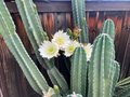 Senita Peruvianus Cactus Cutting – 12 Inch Night Blooming Succulent, Unrooted Pachycereus spp. Columnar Cactus for Outdoor or Container Planting