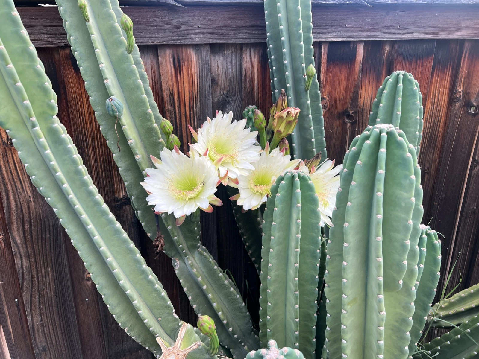 Senita Peruvianus Cactus Cutting – 12 Inch Night Blooming Succulent, Unrooted Pachycereus spp. Columnar Cactus for Outdoor or Container Planting