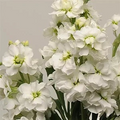 Stock Katz White Seeds – 1000 Seeds, Matthiola incana, Fragrant White Flowers, Cut-Flower & Garden Bedding