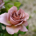 Café Latte Rose Cuttings – 3 Unrooted Hybrid Dusty-Mauve Rose Scions for Grafting or Propagation, Live Rosewood Stems