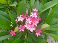 Fresh Plumeria Cuttings for Propagation – Unrooted Frangipani Stems with Colorful Blooms