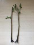 Goji Berry Plants – 2 Rooted Bare Root Starts Lycium barbarum / Lycium chinense for Garden or Containers