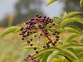 Elderberry Cuttings – 5 Unrooted Stem Propagation for Sambucus Berry Bush Garden Growing
