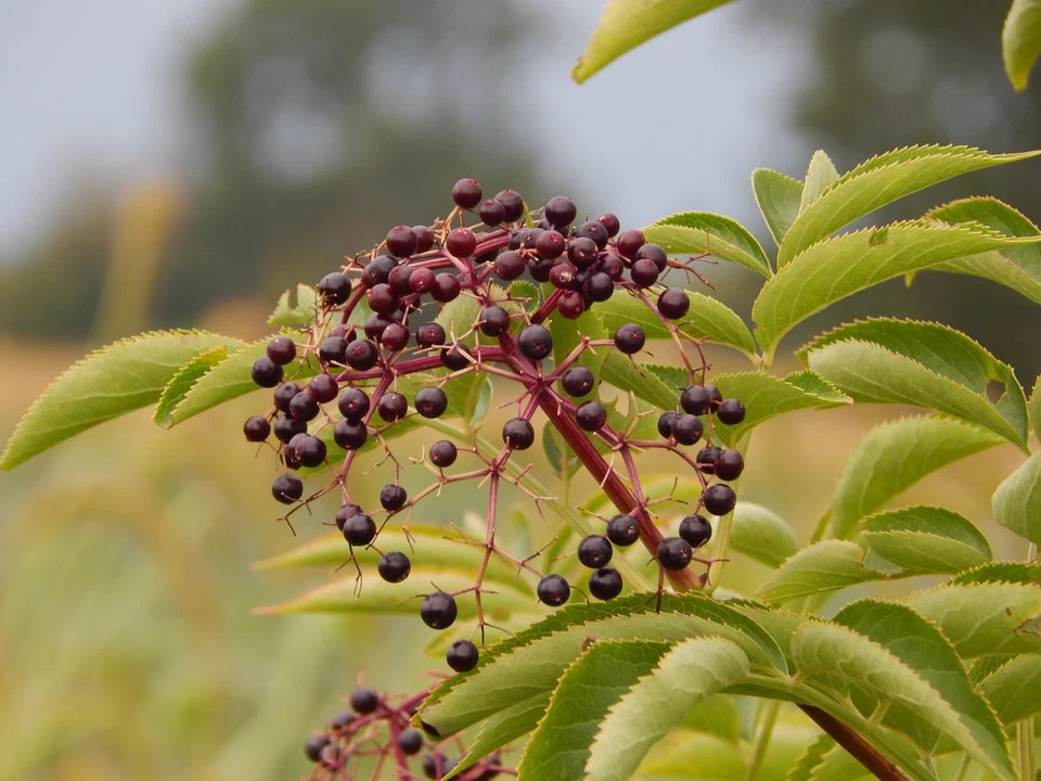Elderberry Cuttings – 5 Unrooted Stem Propagation for Sambucus Berry Bush Garden Growing