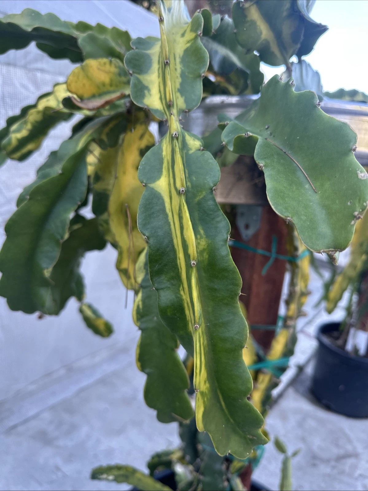 Lemon Lime Variegated Dragon Fruit Cuttings – 2 Live Pitaya Clippings, 10–15 Inch, Hylocereus Cactus for Propagation and Gardening