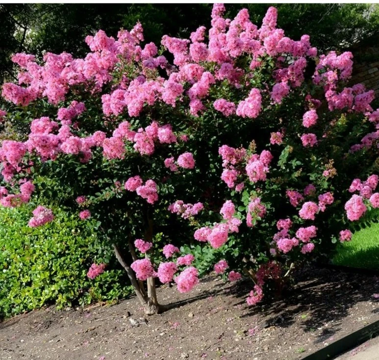 Crepe Myrtle Cuttings - 7 Fresh Lagerstroemia Branches for Rooting and Propagation