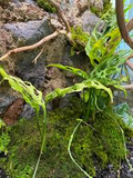 Monstera Obliqua Peru Unrooted Runner Node Cuttings Set of 3 for Propagation