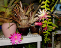 Zig Zag Cactus Cuttings – Cryptocereus anthonyanus – 2 Large Live Cuttings for Propagation