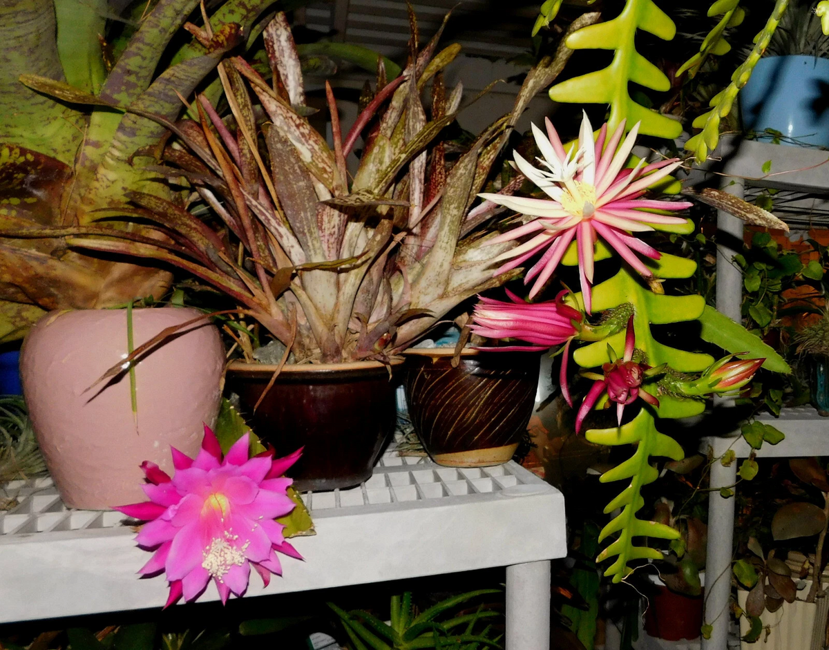 Zig Zag Cactus Cuttings – Cryptocereus anthonyanus – 2 Large Live Cuttings for Propagation