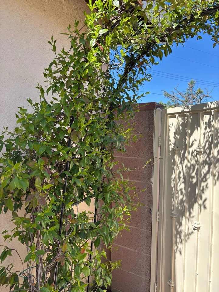 White Star Jasmine Cuttings – Trachelospermum jasminoides Evergreen Climbing Vine