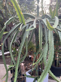 Palora Dragon Fruit Cuttings – 4 Fresh Yellow Variety Stems, 7–9" Long, Easy Rooting