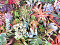 Large Succulent Cuttings Mix – 50 Fresh Cuttings, 25 Varieties, 3–6 Inch Sizes, 2+ lbs