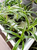 Reverse Variegated Spider Plant Cutting – Live Chlorophytum comosum Houseplant Starter, Rooted Plantlet for Indoor Growing