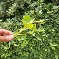 Philodendron Brasil Rooted Cutting – Variegated Heartleaf Vine – Live Houseplant – Philodendron hederaceum ‘Brasil’