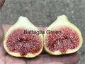 Battaglia Green Fig Cutting - Unrooted Fig Tree Cutting with 3+ Nodes, 8+ Inches