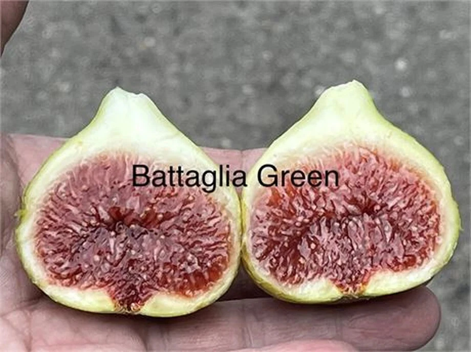 Battaglia Green Fig Cutting - Unrooted Fig Tree Cutting with 3+ Nodes, 8+ Inches
