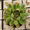 Echeveria agavoides Live Succulent Plant 4" Pot, Rosette, Drought Tolerant, Indoor Outdoor, Cactus-Like Fleshy Leaves