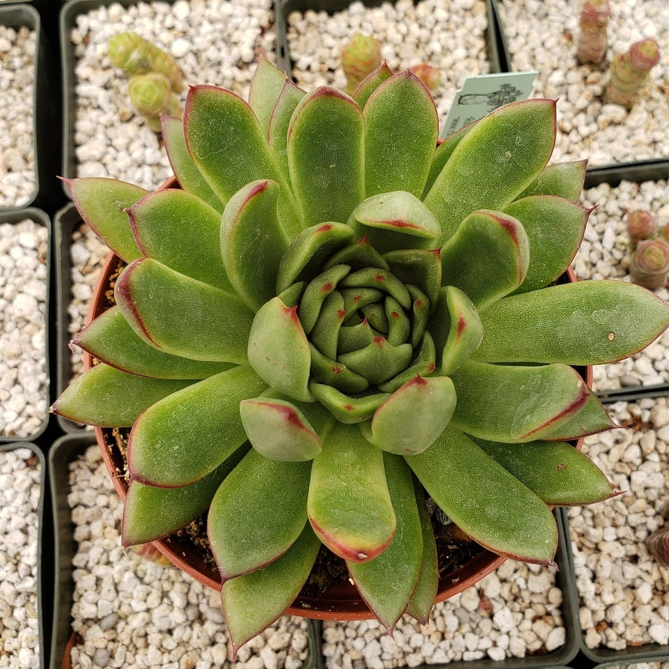Echeveria agavoides Live Succulent Plant 4" Pot, Rosette, Drought Tolerant, Indoor Outdoor, Cactus-Like Fleshy Leaves