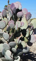 Santa Rita Purple Prickly Pear Cactus - Set of 3 Live Opuntia Violacea Pads 5-6 Inch