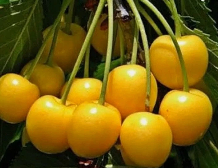 Yellow Cherry Tree Cuttings – Donissens, Paula & Alexanders – Unrooted Grafting or Rooting Propagation Material