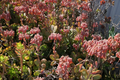 Kalanchoe Fedtschenkoi Succulent Cuttings – Full Box Load, Blue-Green Foliage, Rosy Edges, Easy Propagation, Trailing, Unrooted