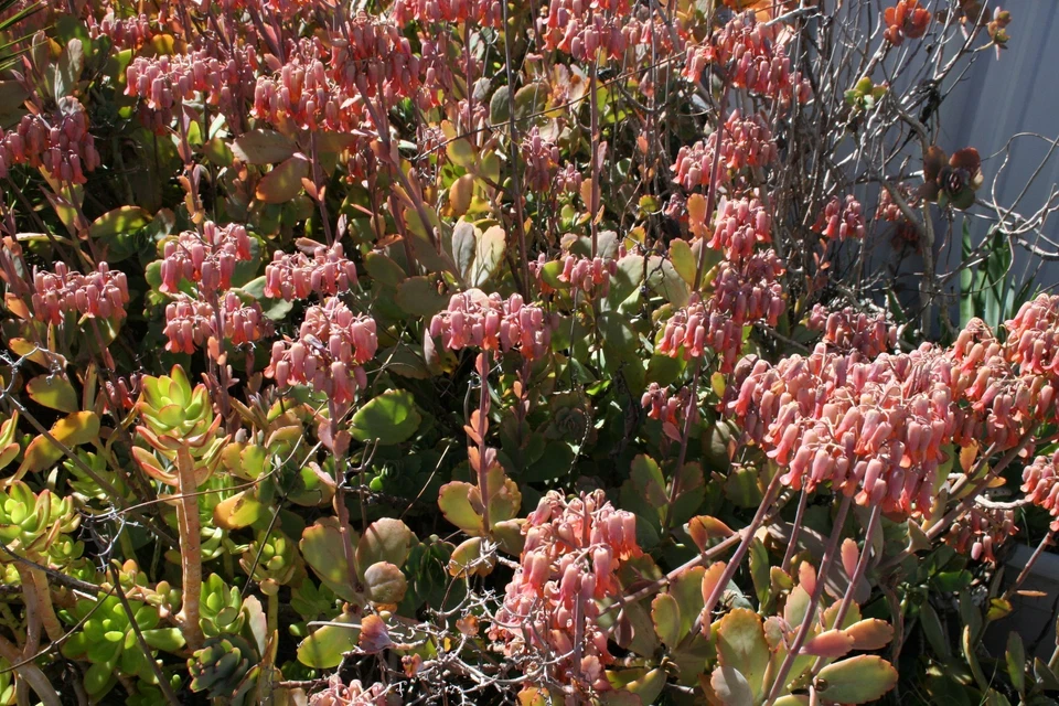 Kalanchoe Fedtschenkoi Succulent Cuttings – Full Box Load, Blue-Green Foliage, Rosy Edges, Easy Propagation, Trailing, Unrooted