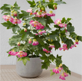 Pink Abutilon Flowering Maple Live Plant - Small Rooted Starter with Bell-Shaped Pink Blooms