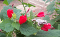 Red Turk’s Cap Plant Cuttings – 7 Live Malvaviscus arboreus var. drummondii, Flowering Shrub, Sleeping Hibiscus, Red Blooms