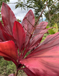 Hawaiian Lilinoe Red Ti Plant Cuttings - 6 Fresh 6 Inch Starter Logs Cordyline fruticosa
