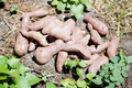 Sweet Potato Slips – 10 Unrooted Cutting Vines, Mixed Varieties, Ipomoea batatas, Garden or Container Growing
