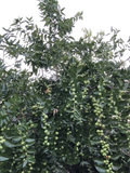 Lang Jujube Tree Cuttings – 5 Unrooted Ziziphus jujuba ‘Lang’ Fruit Tree Propagation Material