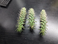 Jumping Cholla Cactus Cutting – Cylindropuntia fulgida – Arizona Native Desert Cactus for Xeriscape & Drought Tolerance