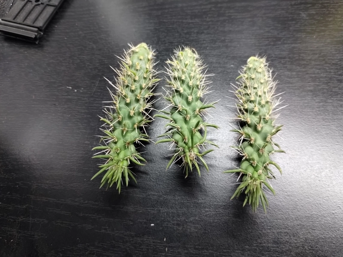 Jumping Cholla Cactus Cutting – Cylindropuntia fulgida – Arizona Native Desert Cactus for Xeriscape & Drought Tolerance