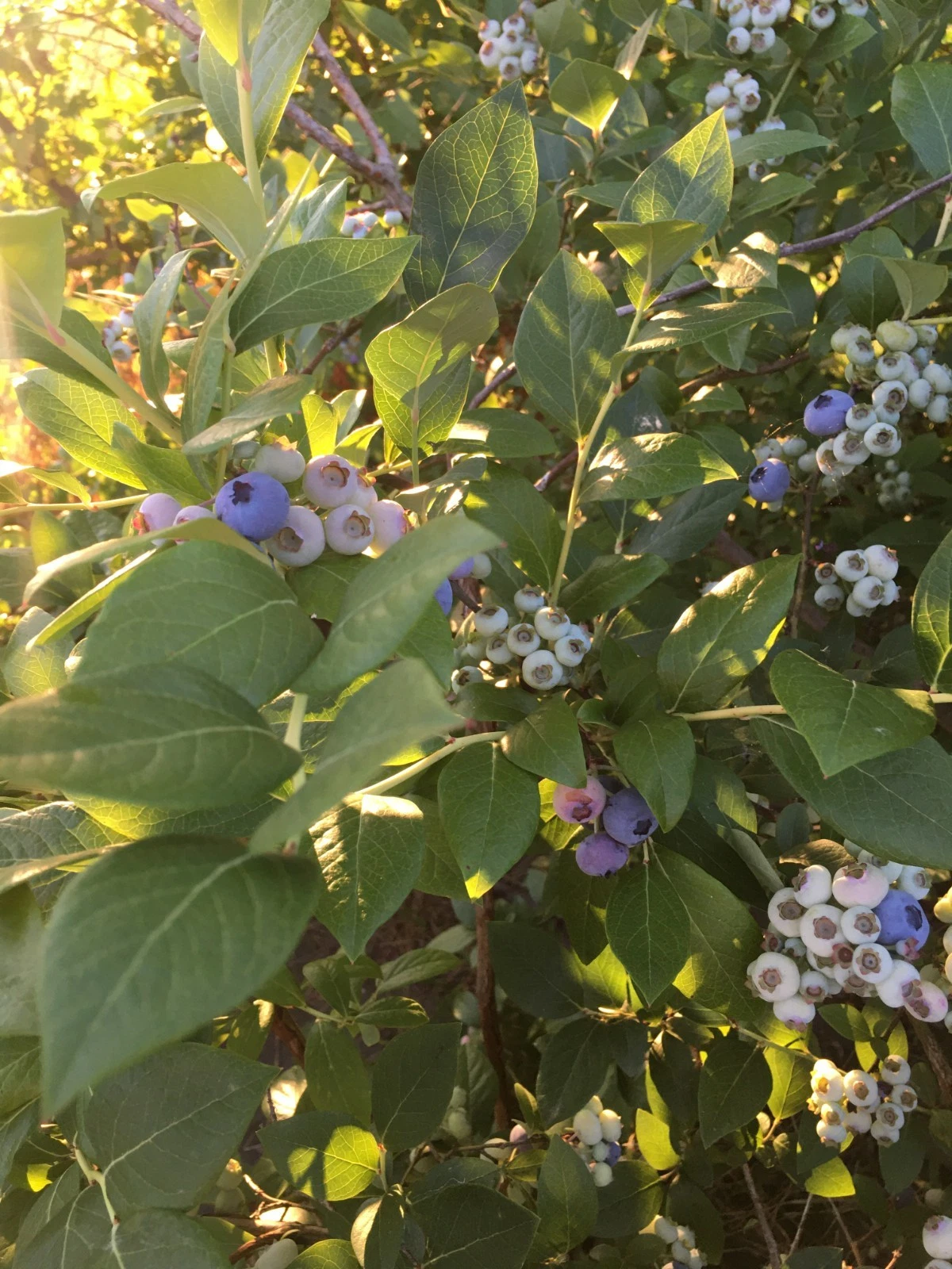 Blueberry Hardwood Cuttings – Vaccinium corymbosum, 10 Unrooted Elizabeth & Chandler Varieties, 5–10 Inches