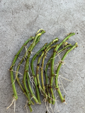 White Sweet Potato Slips – 10 Rooted Vine Cuttings, Ipomoea Batatas Starts for Garden Beds & Containers