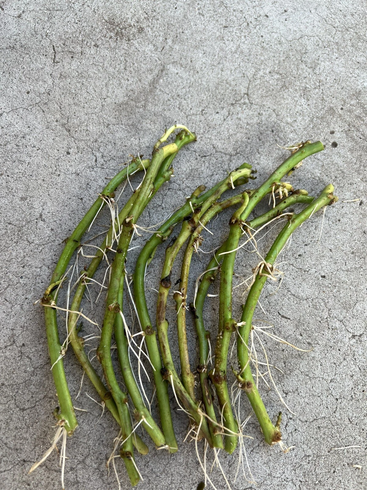 White Sweet Potato Slips – 10 Rooted Vine Cuttings, Ipomoea Batatas Starts for Garden Beds & Containers