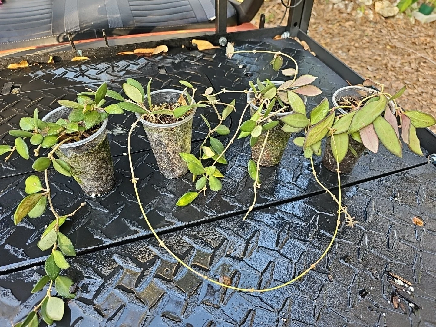 Hoya burtoniae Rooted Cutting – Wax Plant Bare Root Shipped