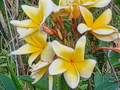 Plumeria Cuttings for Planting – Live Unrooted Frangipani Stems