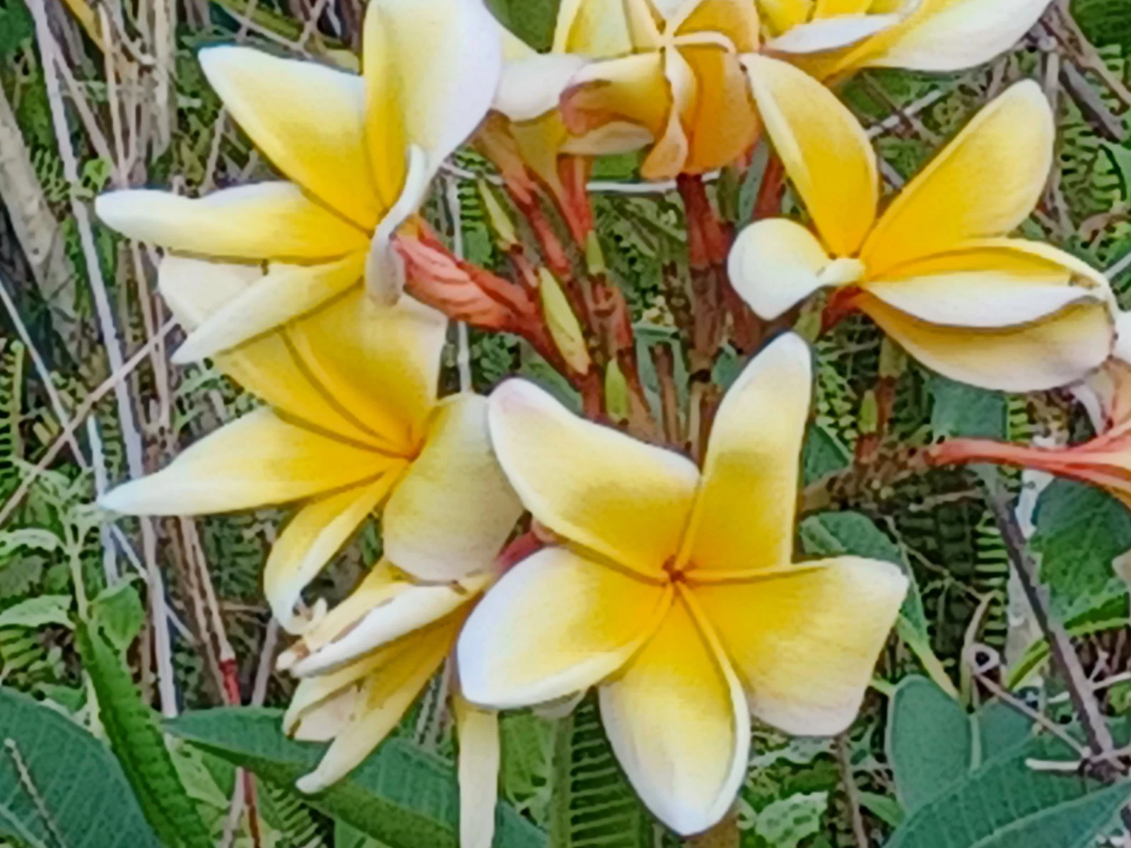 Plumeria Cuttings for Planting – Live Unrooted Frangipani Stems