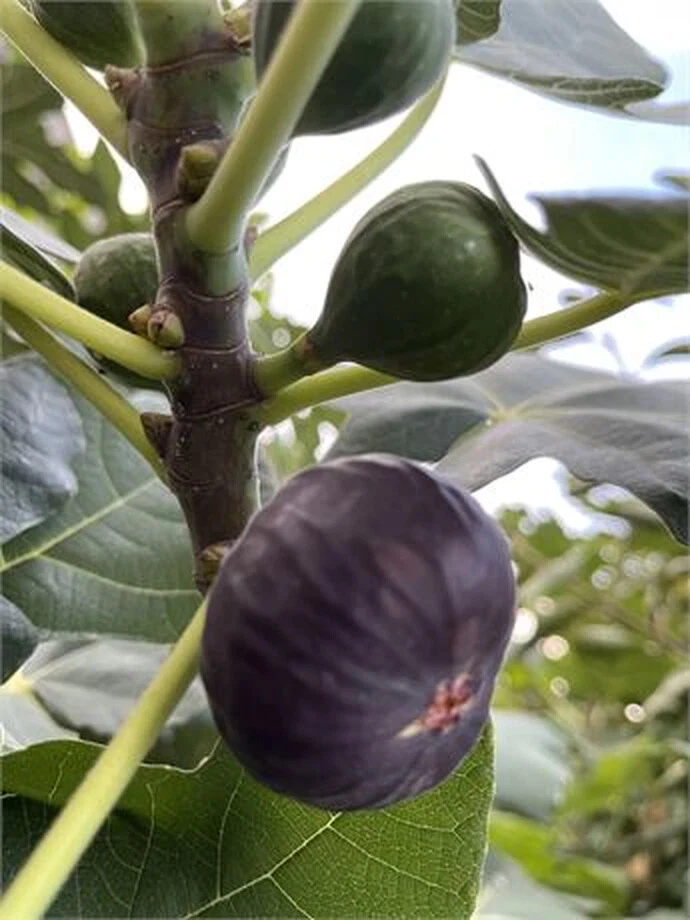 Dark Portuguese Fig Cutting 8"+ Ficus carica Propagation Wood for Grafting and Orchard Expansion