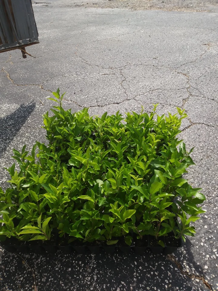 Barbados Acerola Cherry Live Plant – Malpighia emarginata Tropical Fruit Tree for Garden or Container Cultivation