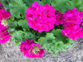 Magenta Geranium Cuttings – 3 Live Pelargonium Starter Plants for Propagation, Unrooted 6-Inch Clippings
