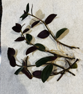 Wandering Jew Houseplant Rooted Cuttings - 4 Tradescantia Zebrina Cuttings 6 Inches Long