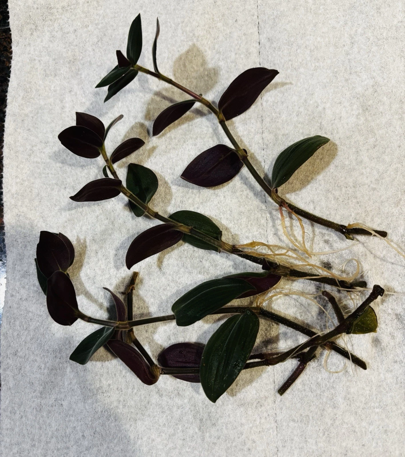 Wandering Jew Houseplant Rooted Cuttings - 4 Tradescantia Zebrina Cuttings 6 Inches Long