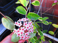 Variegated Hoya Krimson Queen Cuttings – 3 Live Unrooted Stems for Indoor Plant Propagation, 12–20 Inches