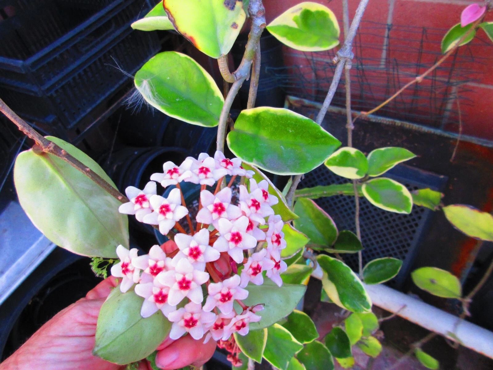 Variegated Hoya Krimson Queen Cuttings – 3 Live Unrooted Stems for Indoor Plant Propagation, 12–20 Inches