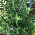 Mini Pine Tree Succulent Cuttings - Crassula tetragona Bonsai-Style Set of 4