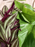 Rooted Plant Cuttings Set – 10 Live Indoor Vines | Tradescantia & Arrowhead Vine | Easy-Care Houseplant Starter Bundle